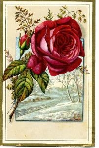 rosepostcard